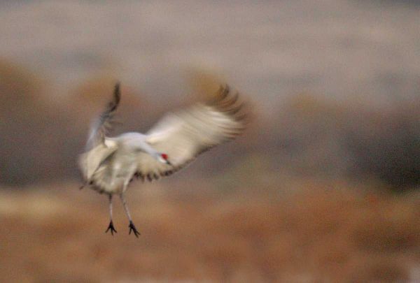 New Mexico Abstract of sandhill crane landing